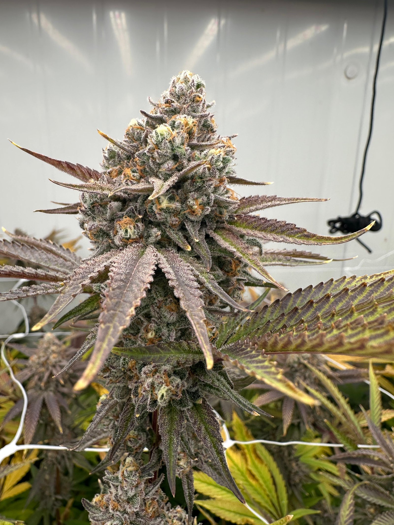 Bud Image 2